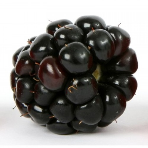 Natural Blackberry Flavor - MCT Oil Soluble