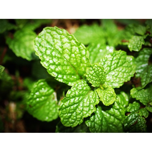 Natural Spearmint Flavor - MCT Oil Soluble